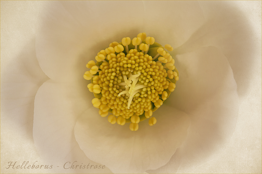 Helleborus  ~   Im Garten blühen...