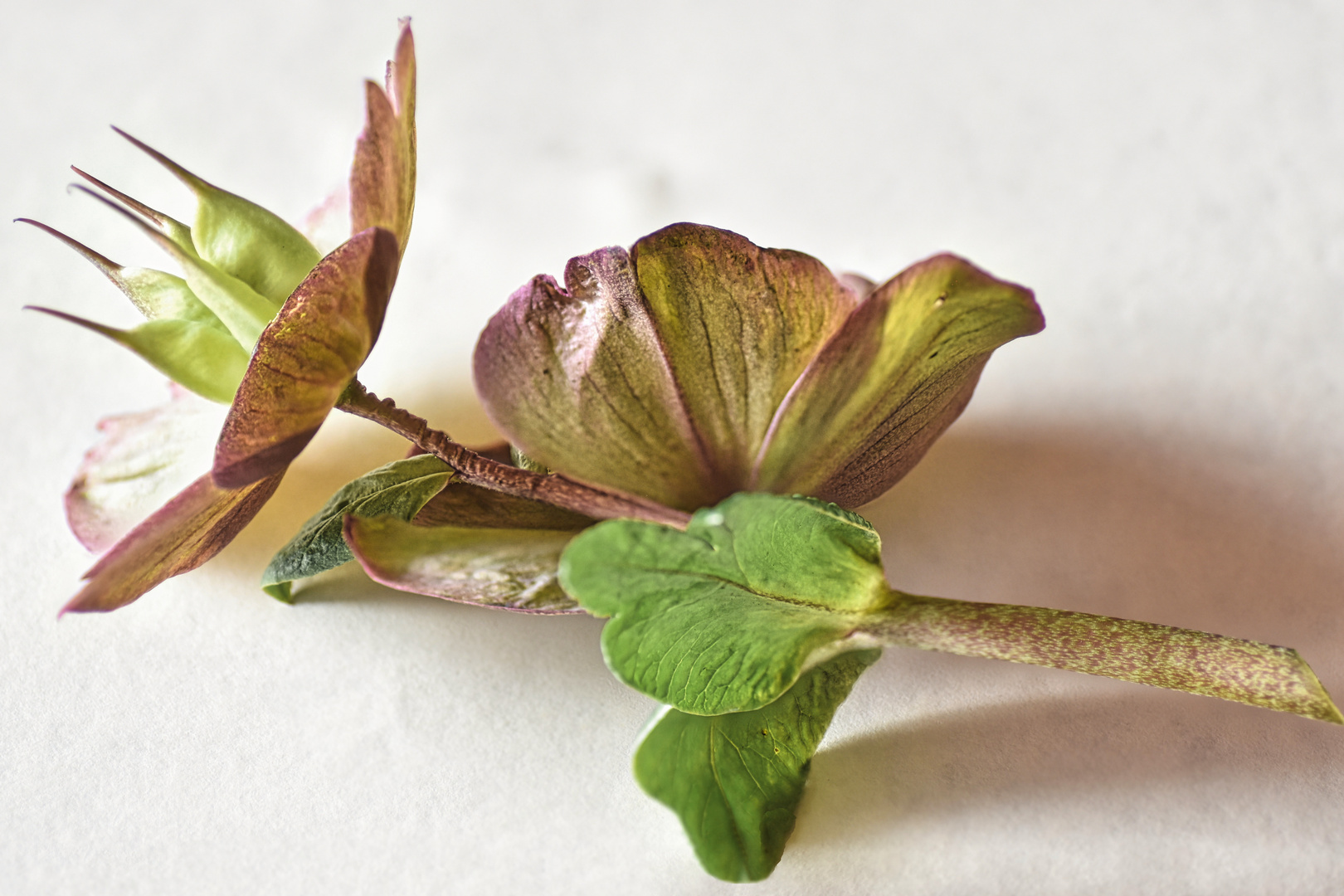 Helleborus im Licht