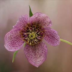 Helleborus - Lenzrose...