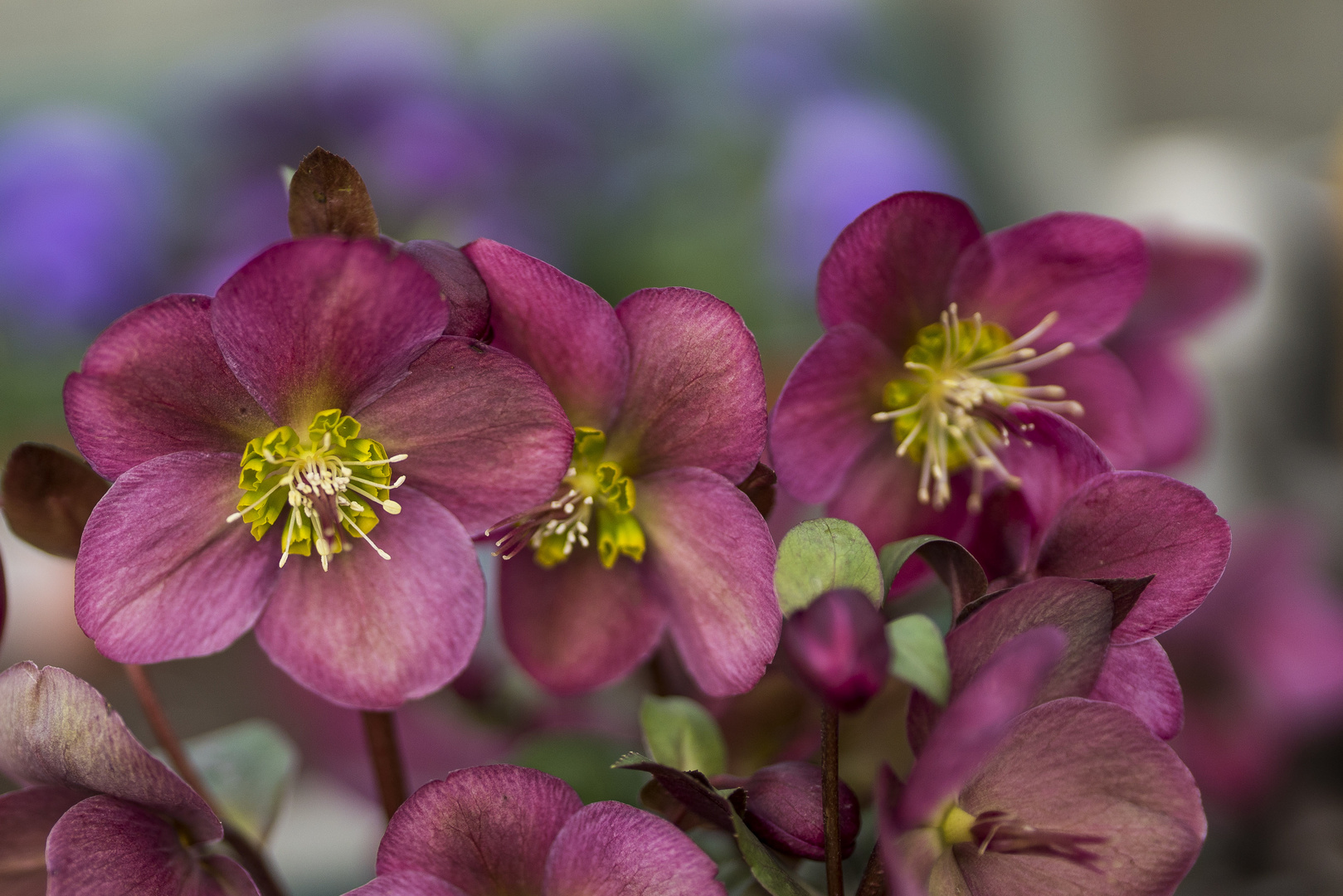 Helleborus (Lenzrose)