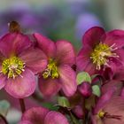 Helleborus (Lenzrose)