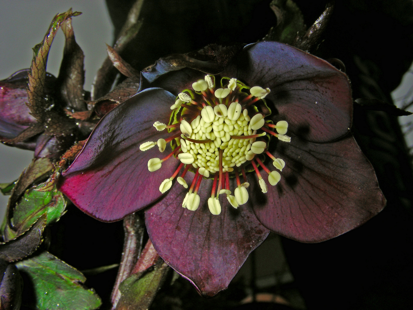 Helleborus (Lenzrose)