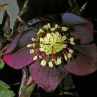 Helleborus (Lenzrose)