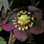 Helleborus (Lenzrose)