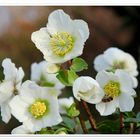 Helleborus mit Honigbiene