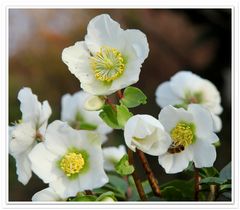 Helleborus mit Honigbiene