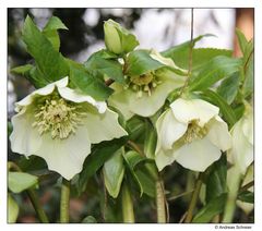 Helleborus niger