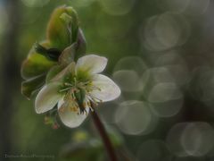 " Helleborus niger "