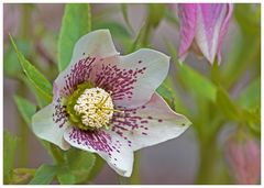 Helleborus niger