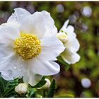 Helleborus niger