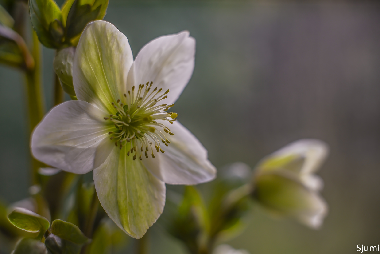 Helleborus niger