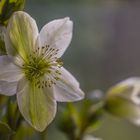 Helleborus niger