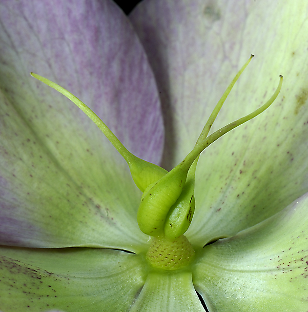 Helleborus Niger