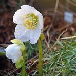 Helleborus niger