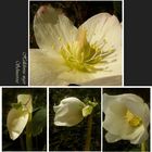 Helleborus niger