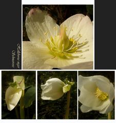 Helleborus niger