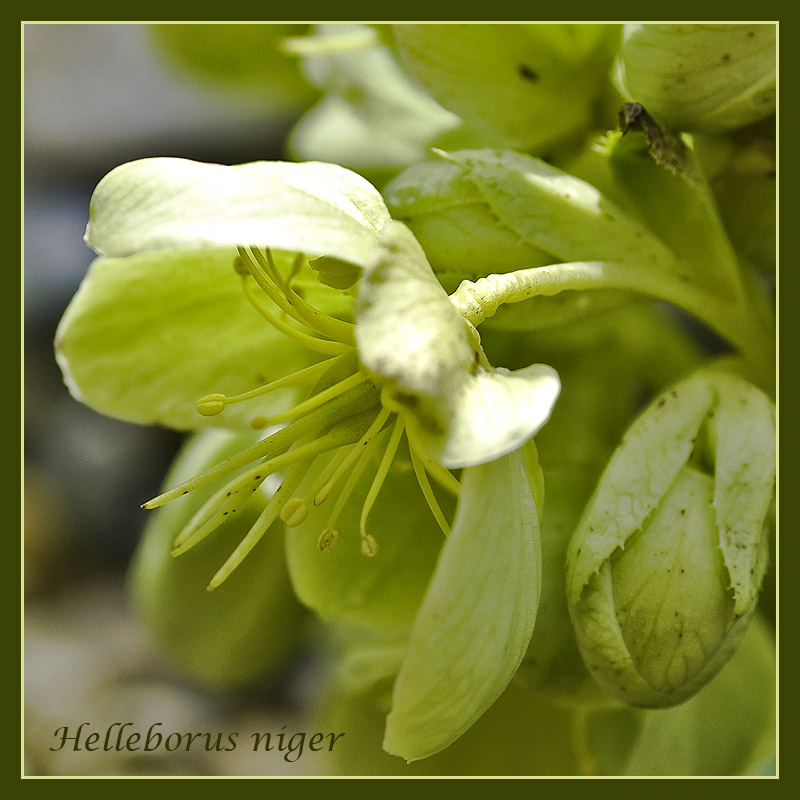 Helleborus niger