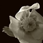 Helleborus niger