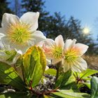 Helleborus niger