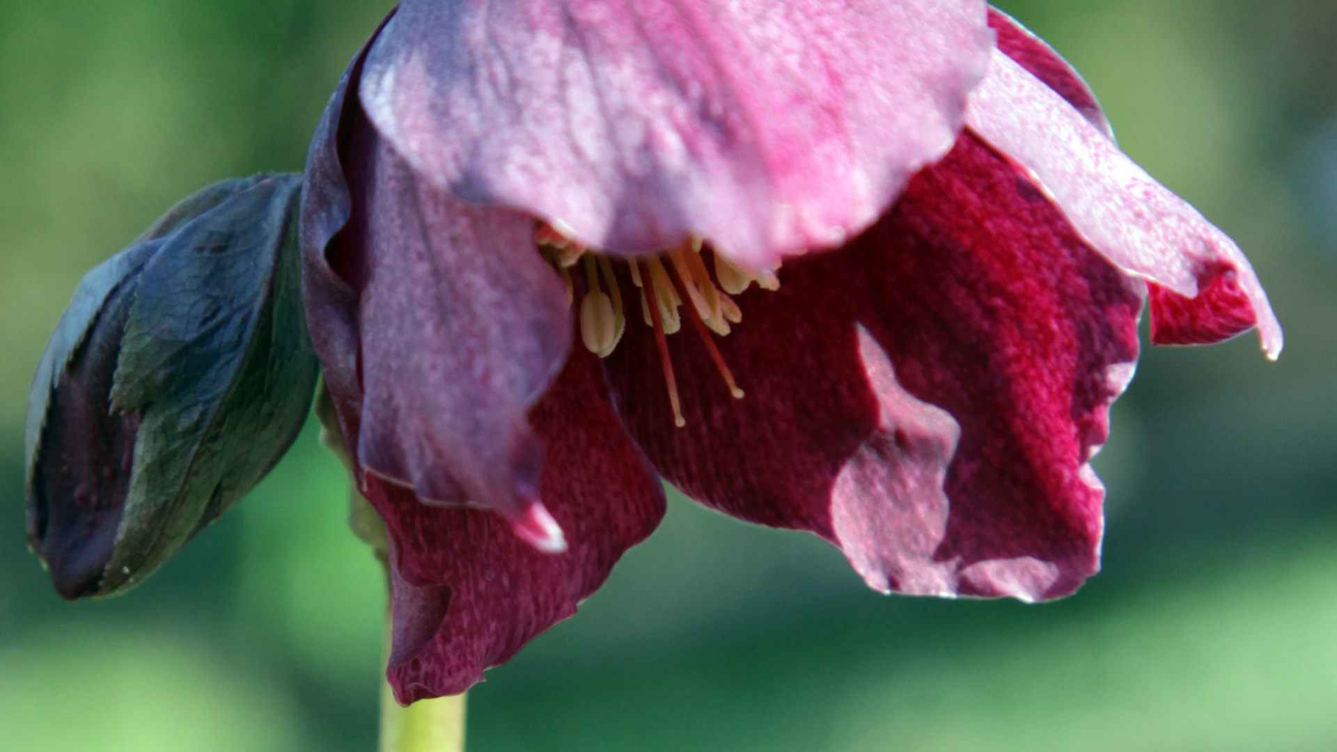 Helleborus niger