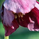 Helleborus niger