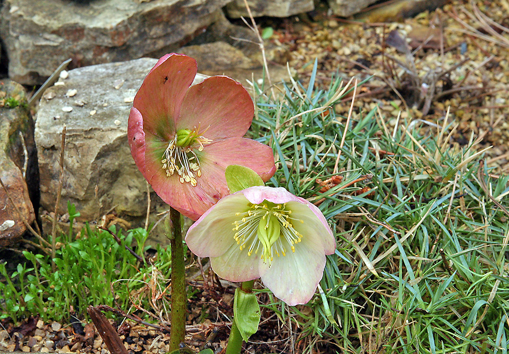 Helleborus niger am" Blütenlebensabend" in veränderter Farbe