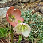 Helleborus niger am" Blütenlebensabend" in veränderter Farbe