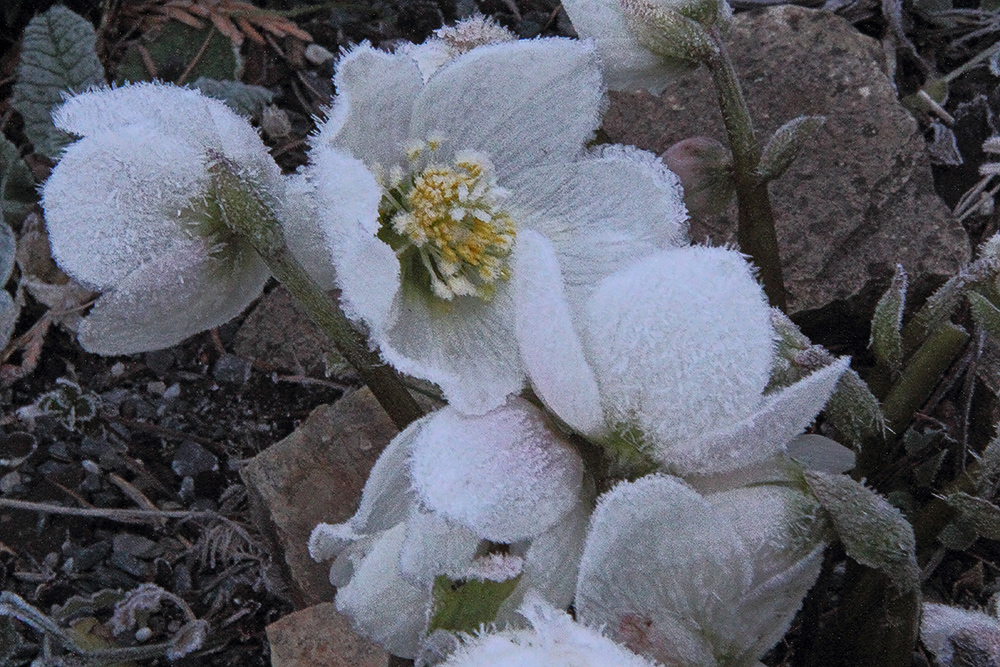 Helleborus niger