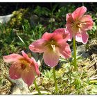 Helleborus niger