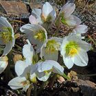 Helleborus niger , blüht schon mehrere Wochen sehr schön...