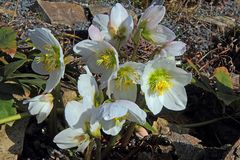 Helleborus niger , blüht schon mehrere Wochen sehr schön...