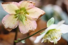 Helleborus niger