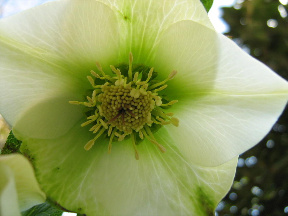 Helleborus Niger