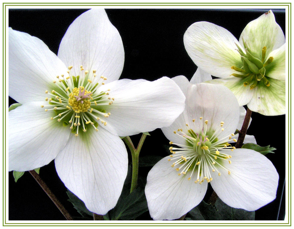 Helleborus niger - Christrose 2