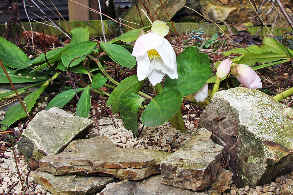 Helleborus niger - Christrose aktuell vom 3.3. 09 und ...