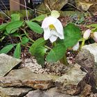 Helleborus niger - Christrose aktuell vom 3.3. 09 und ...