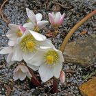 Helleborus niger - Christrose aktuell von gestern morgen...