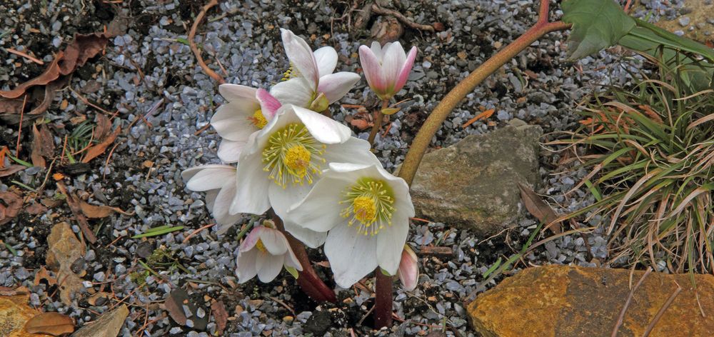 Helleborus niger - Christrose aktuell von gestern morgen...