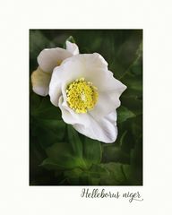 Helleborus niger - Christrose...