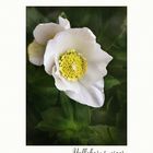 Helleborus niger - Christrose...