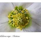 Helleborus niger - Christrose - Christmas rose - rose de Noel (I)