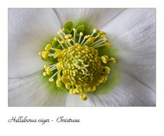 Helleborus niger - Christrose - Christmas rose - rose de Noel (I)