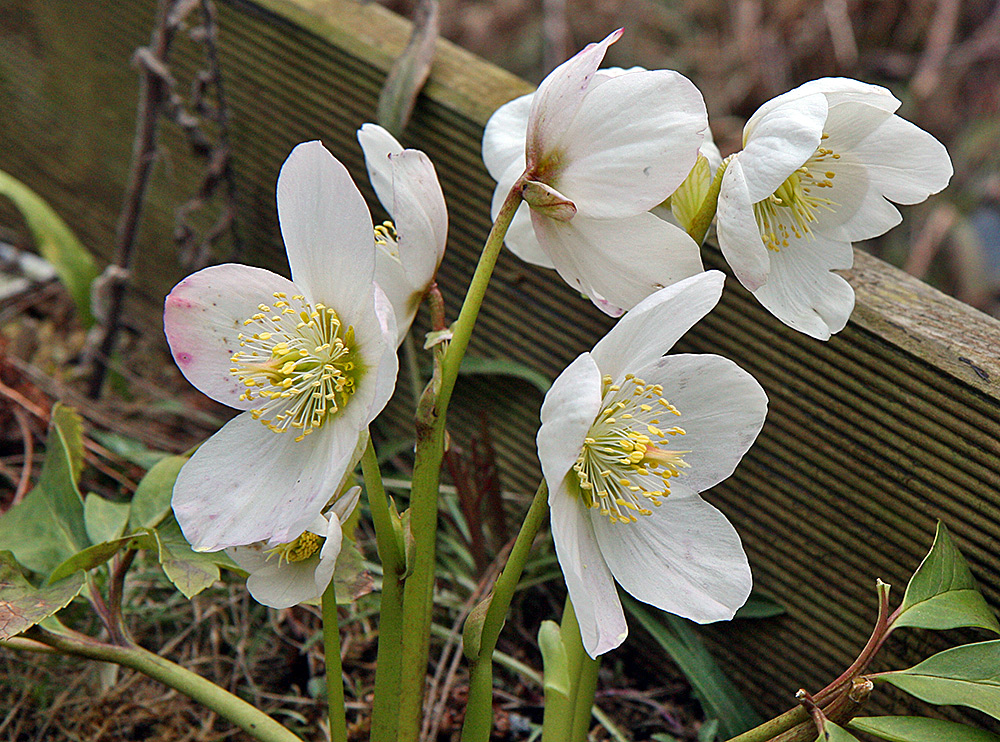 Helleborus niger - Christrose, die...