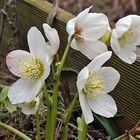 Helleborus niger - Christrose, die...