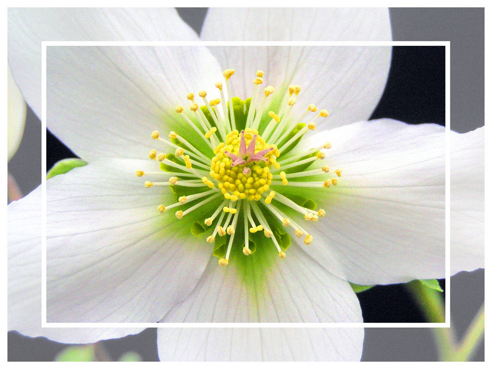 Helleborus niger - Christrose