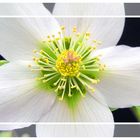 Helleborus niger - Christrose