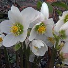 Helleborus niger-Christrose oder Schneerose vor fast einem Jahr...