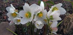 Helleborus niger-Christrose oder Schneerose vor fast einem Jahr...