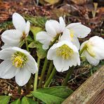 Helleborus niger - Christrose zum Dritten und jetzt mit 6 schönen Blüten