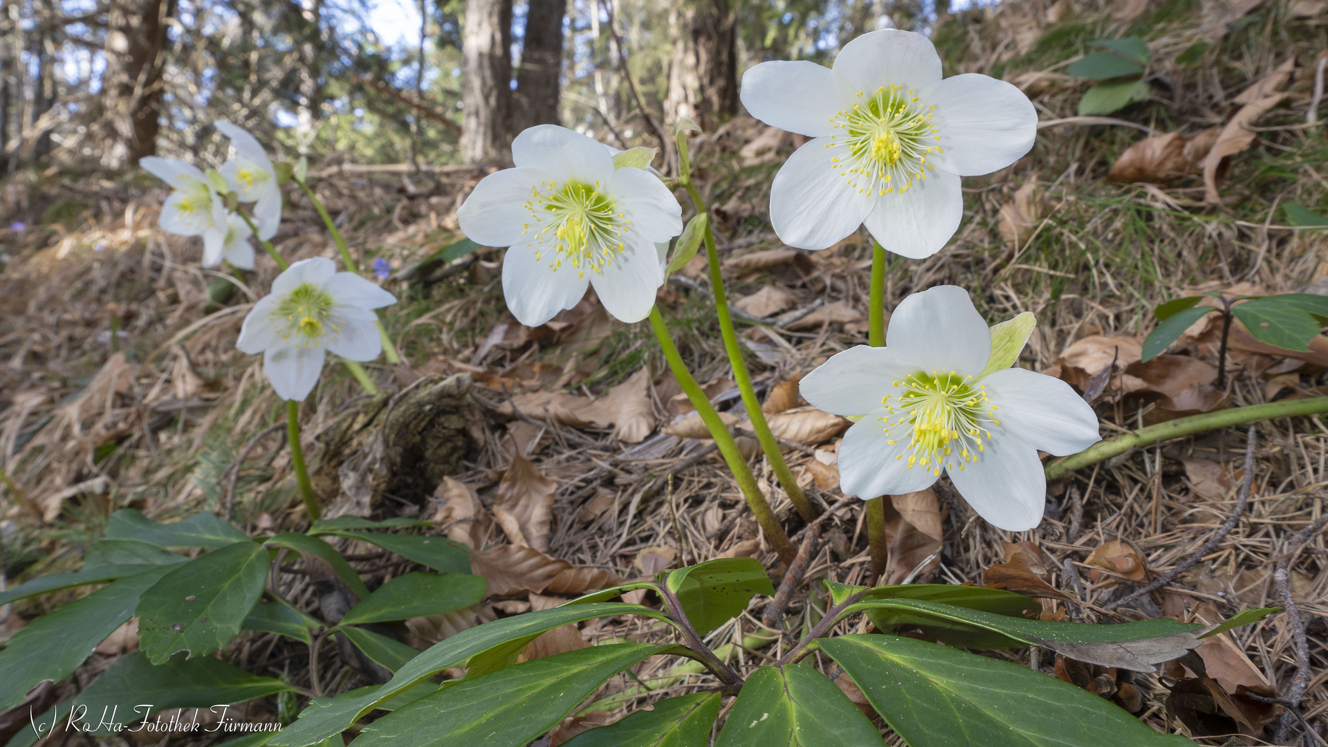 Helleborus niger - die sehr früh blühende Schneerose